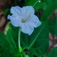 Mirabilis jalapa L.